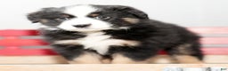 Miniature Australian Shepherd dogs for sale: Dora - Ad 8