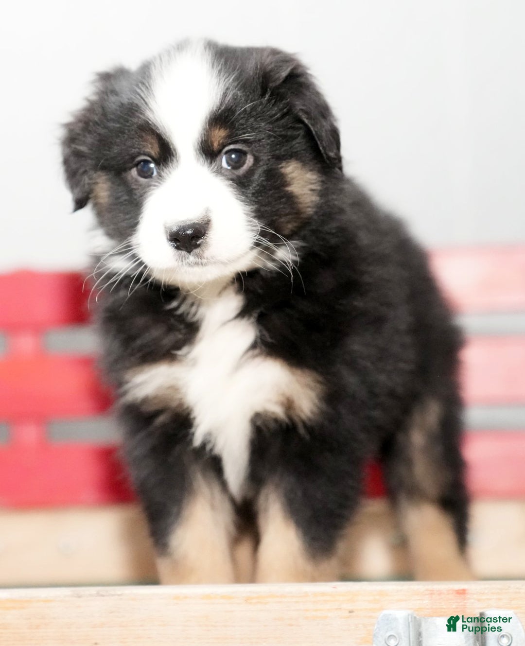 Miniature Australian Shepherd dogs for sale: Dora - Ad 8