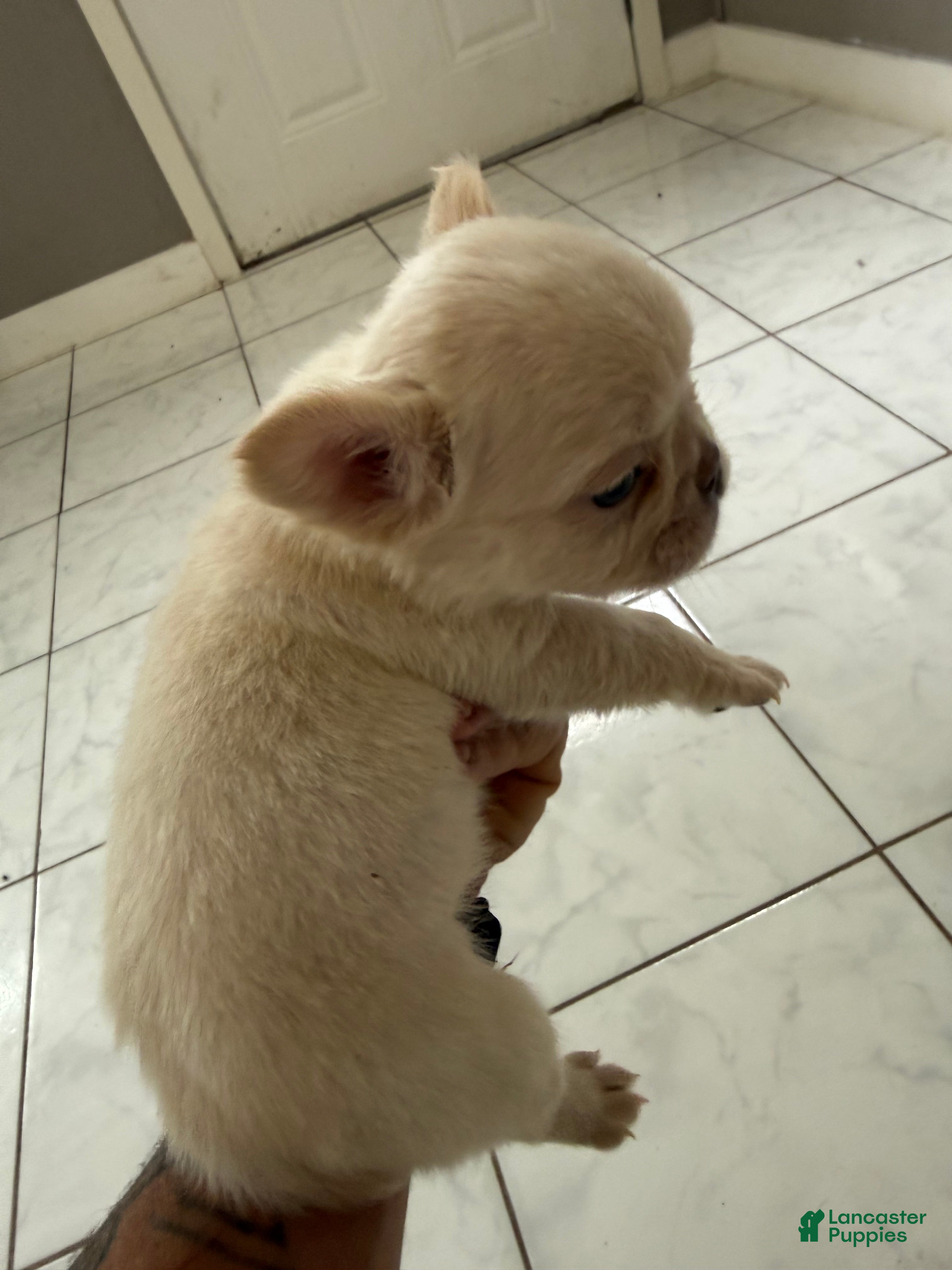French Bulldog dogs for sale: Fluffy male - Ad 1