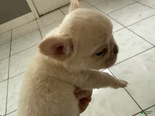French Bulldog dogs Fluffy male - Ad 32