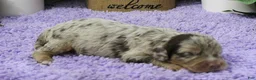 Cavapoo dogs for sale: #3 Male (Dawn's) - Ad 3