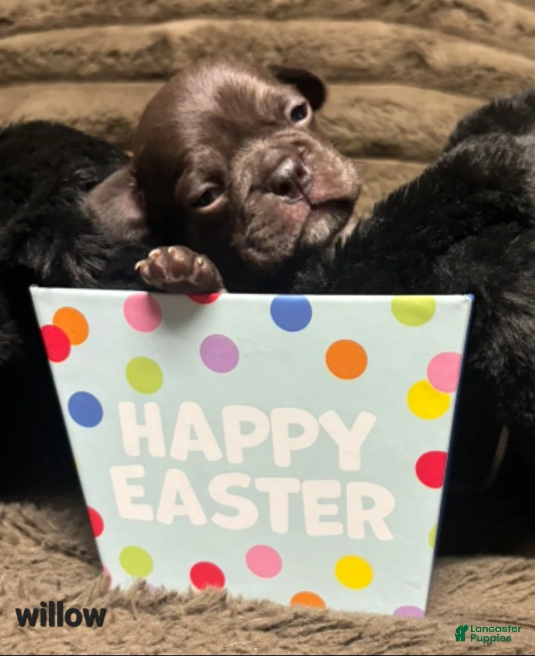 French Bulldog dogs for sale: Willow - Ad 2