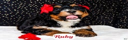 Bernedoodle dogs for sale: Ruby - Ad 3
