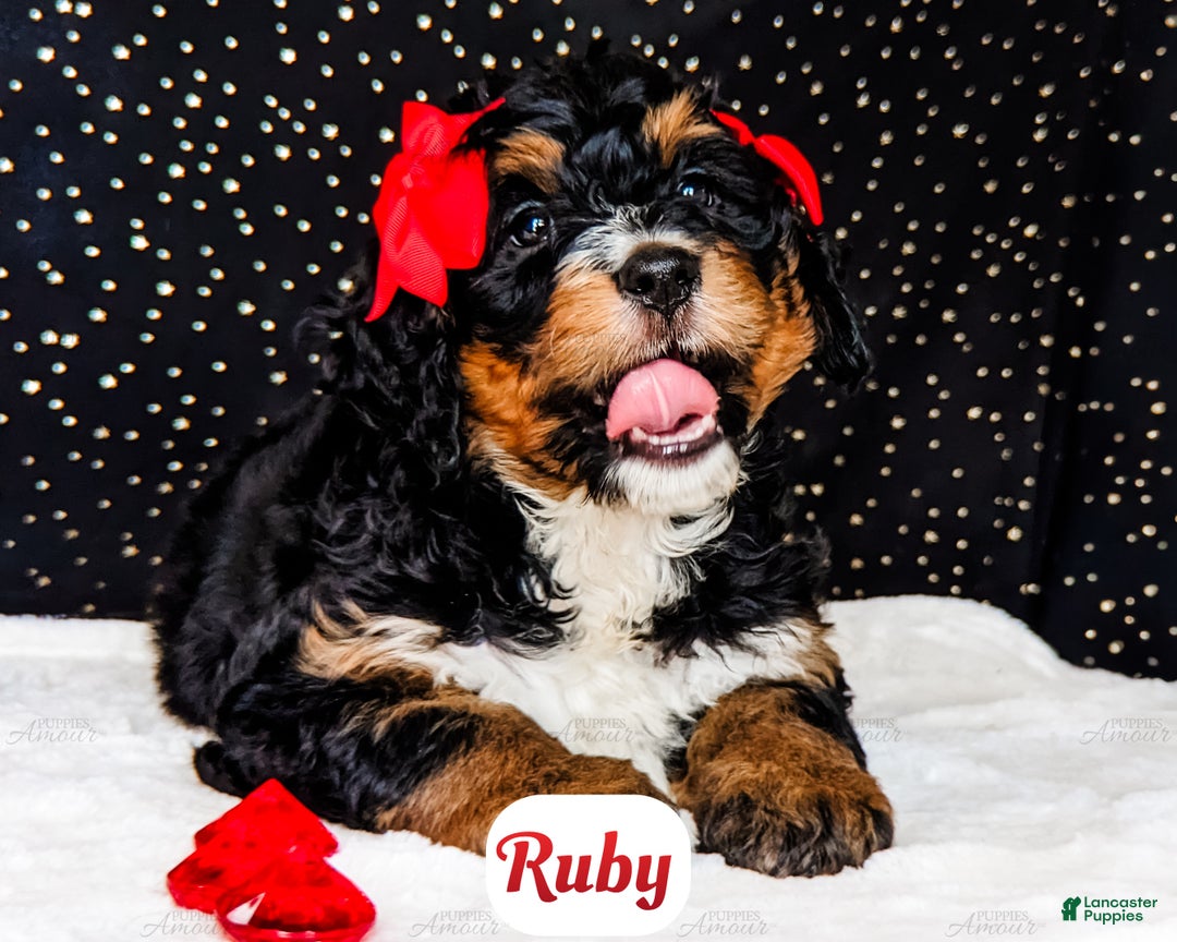 Bernedoodle dogs for sale: Ruby - Ad 3
