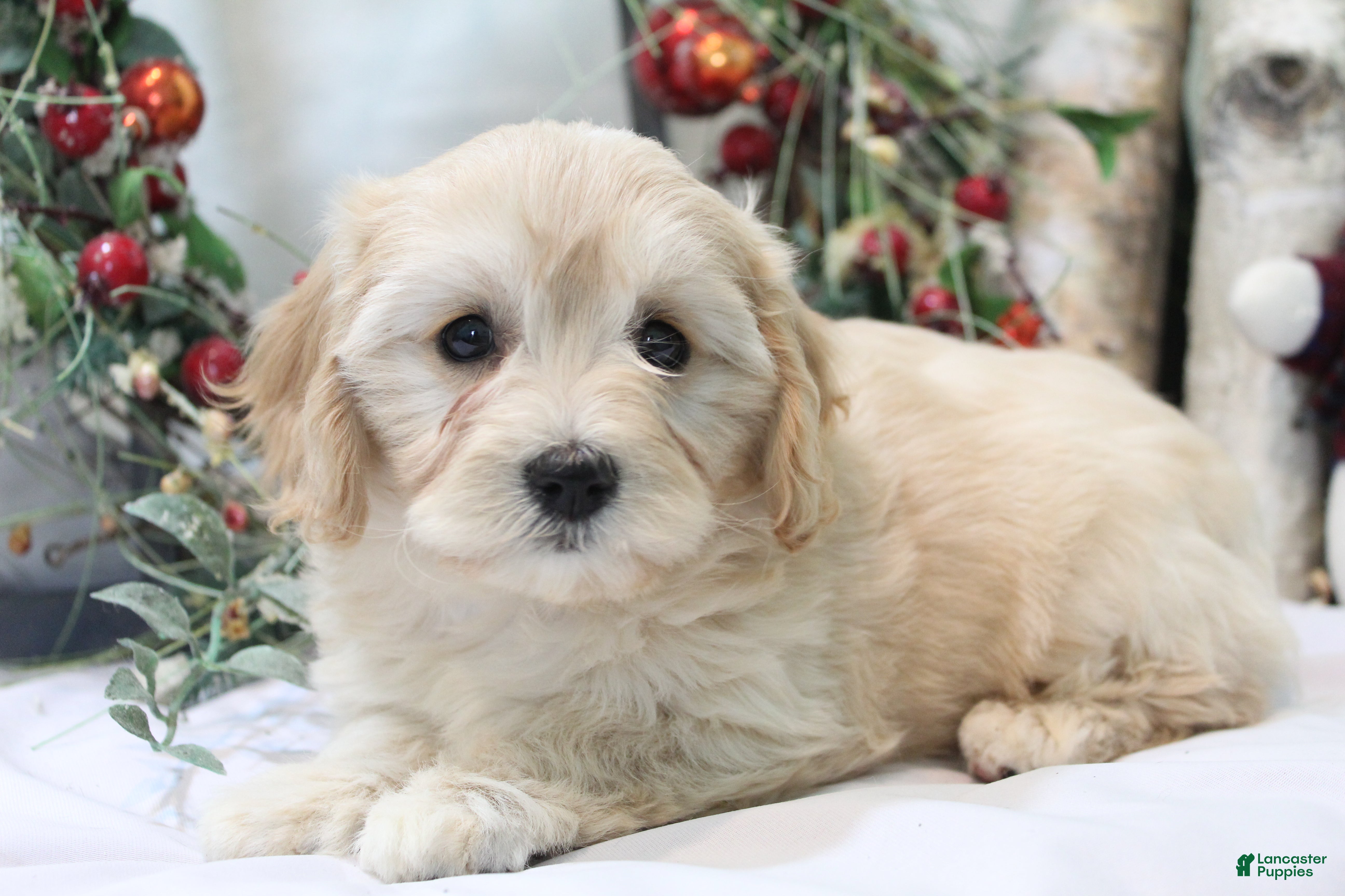 Cavachon dogs Ruby - Ad 34