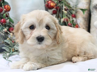 Cavachon dogs Ruby - Ad 34