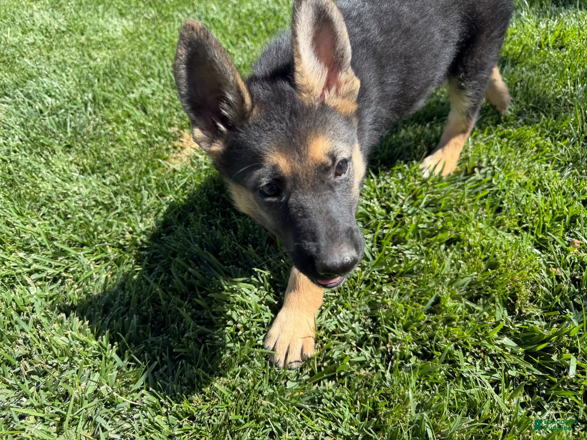 German Shepherd dogs German Shepherd 5 - Ad 31
