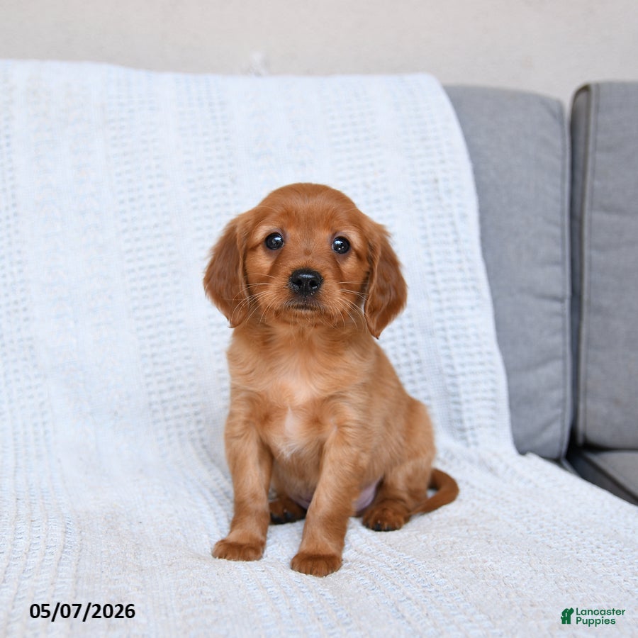Miniature Golden Retriever dogs for sale: Buster - Ad 4