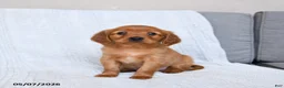 Miniature Golden Retriever dogs for sale: Buster - Ad 1
