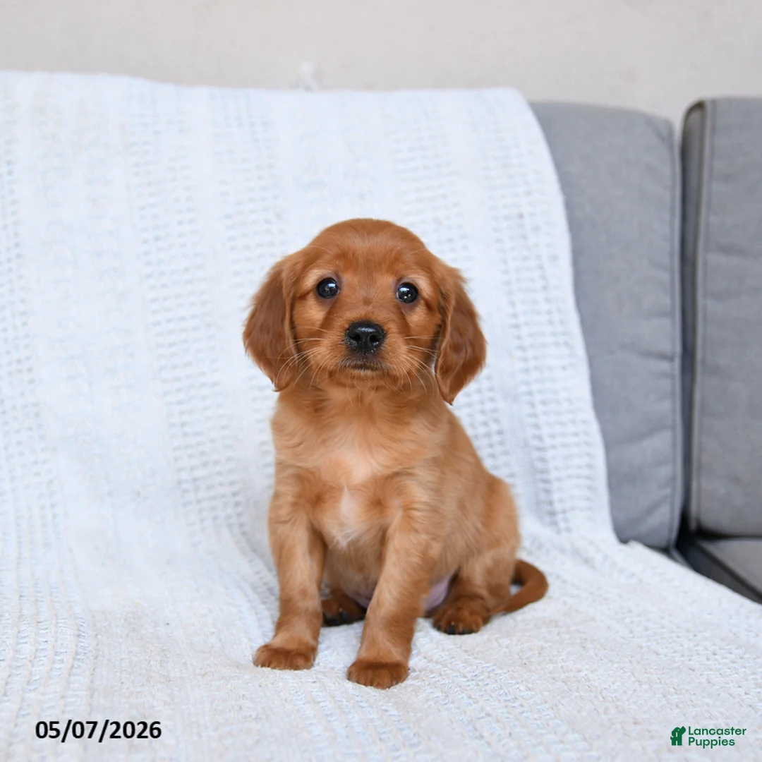 Miniature Golden Retriever dogs for sale: Buster - Ad 1