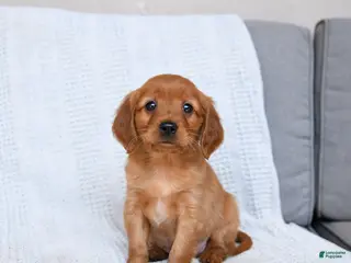 Miniature Golden Retriever dogs for sale: Buster - Ad 4