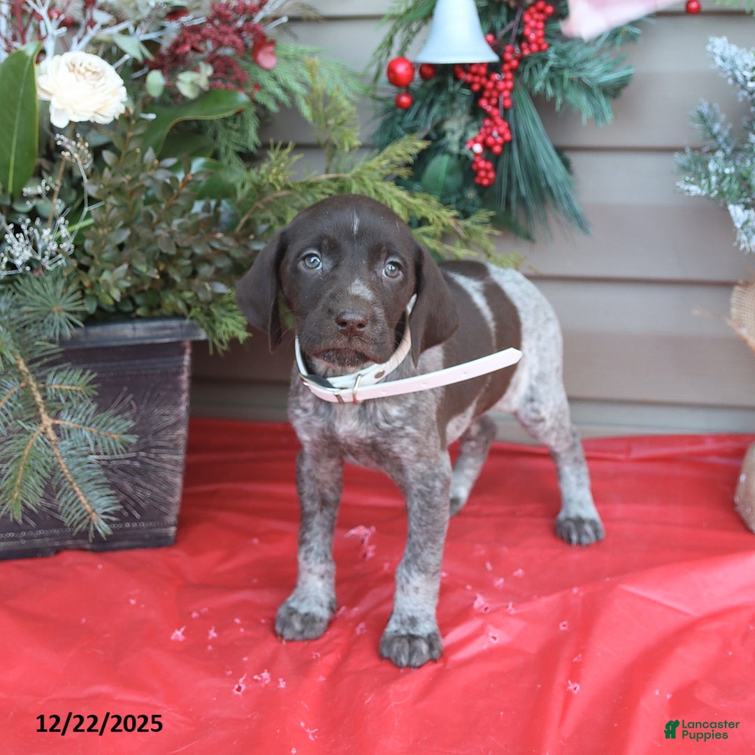 German Shorthaired Pointer dogs for sale: Dixie - Ad 1