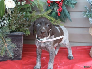 German Shorthaired Pointer dogs Dixie - Ad 23