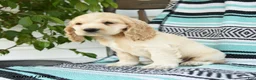 Cocker Spaniel dogs for sale: Dillon - Ad 3