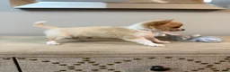 Chihuahua dogs for sale: AKC Dottie - Ad 5