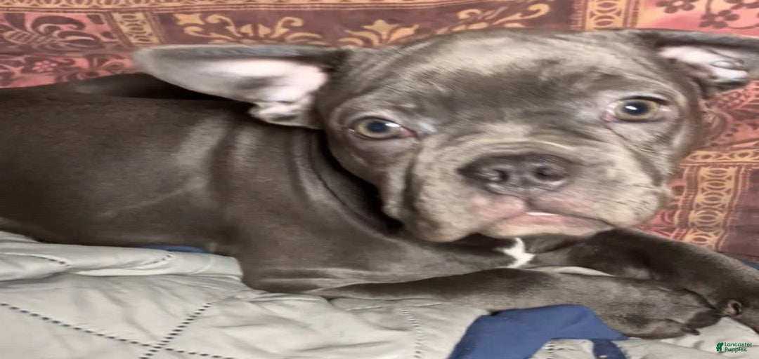 Gallery Image {{count}}