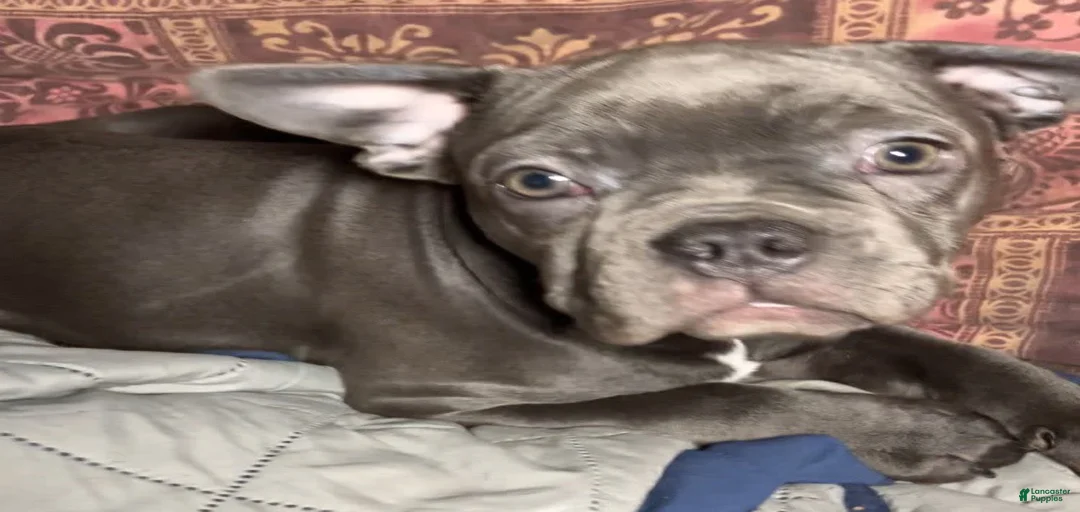 Gallery Image {{count}}