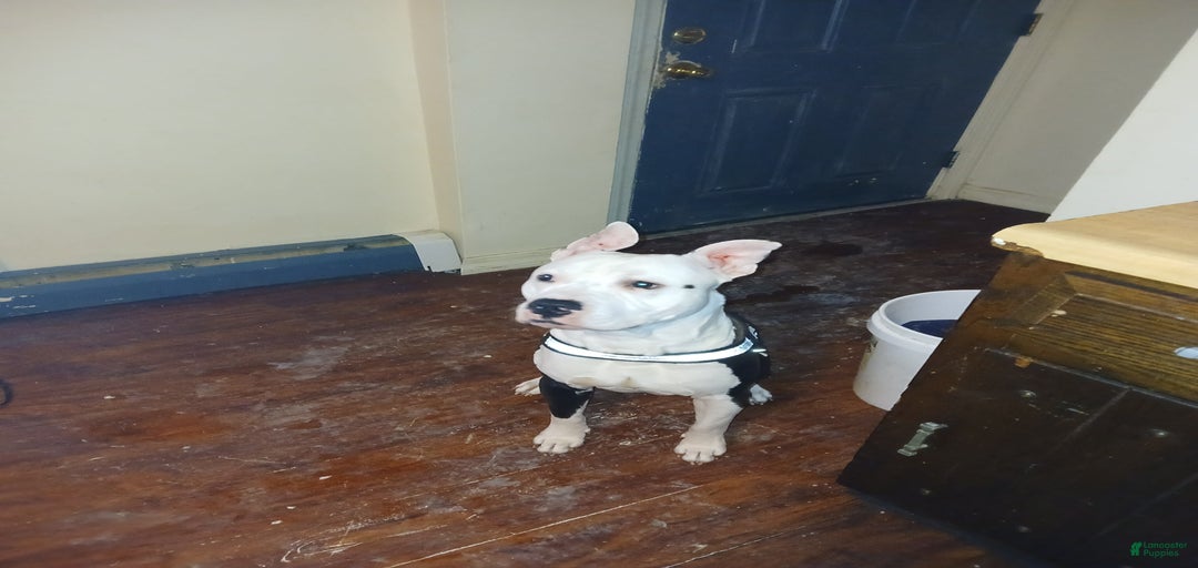 Gallery Image {{count}}