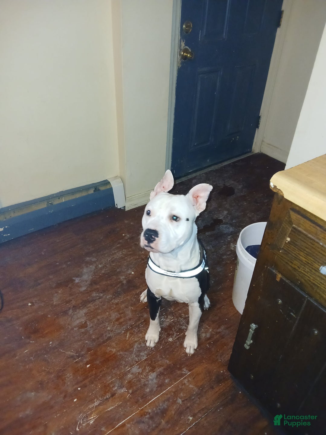 Gallery Image {{count}}