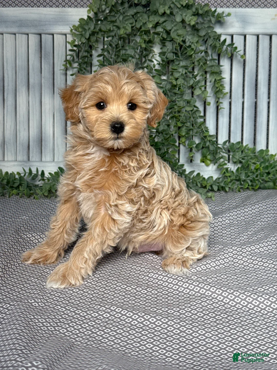 Maltipoo dogs for sale: Ryder - Ad 2