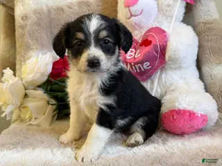 Mixed Breed dogs Eros - Ad 32