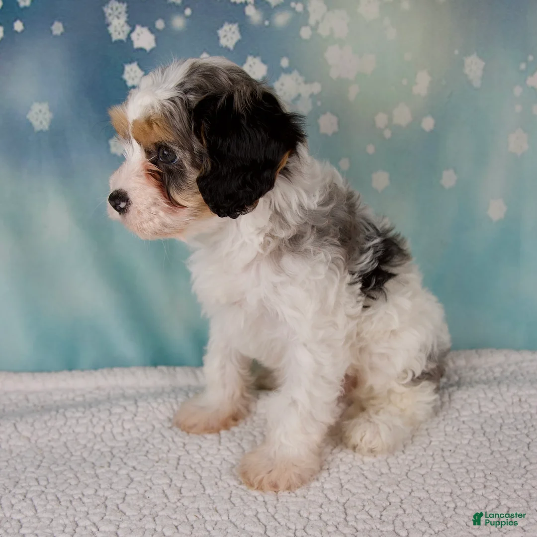 Cavapoo dogs for sale: Maggie - Ad 4