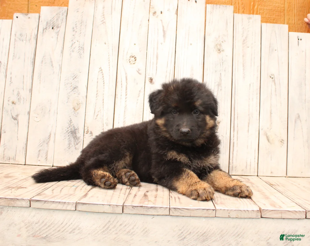 German Shepherd dogs for sale: Sasha - Ad 6