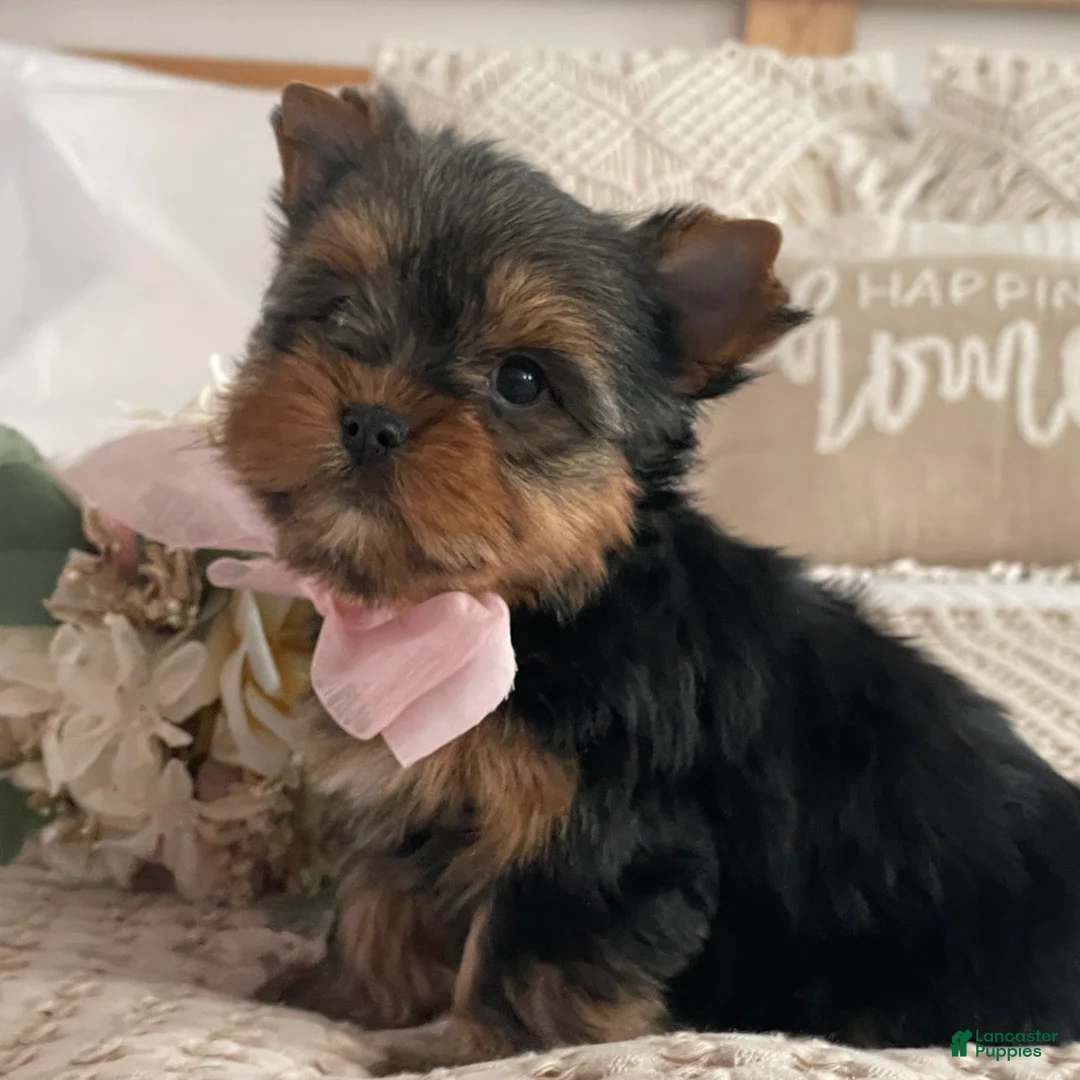 Yorkshire Terrier dogs for sale: Nita - Ad 8