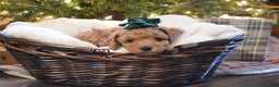 Cavapoo dogs for sale: Evergreen - Ad 3