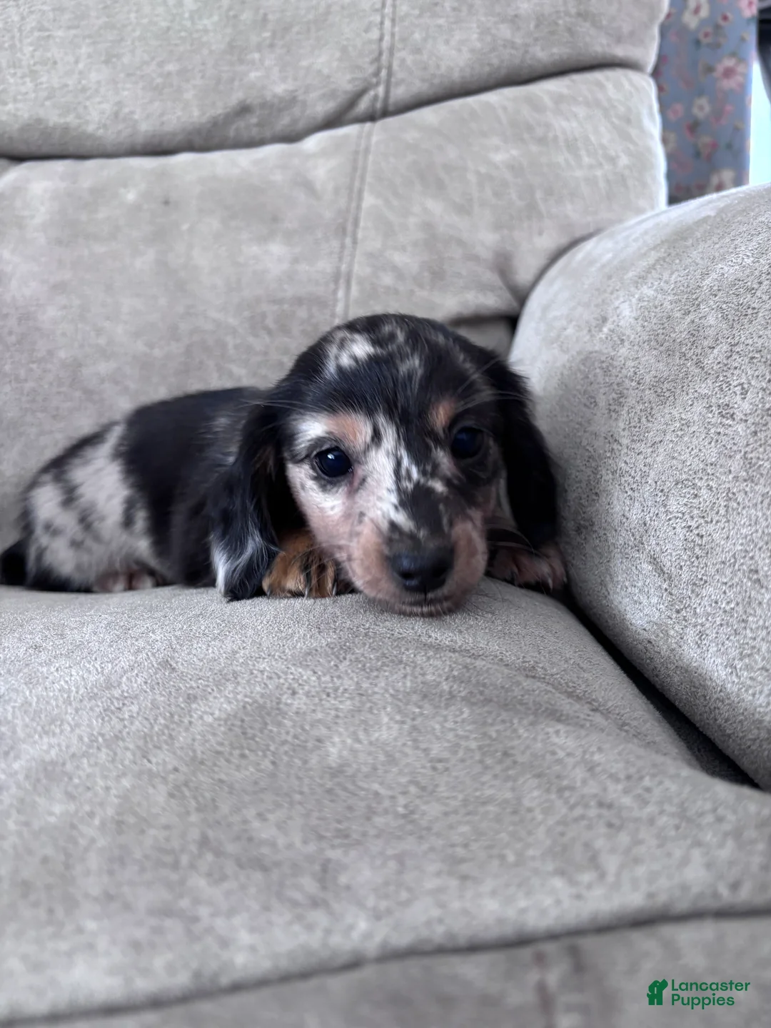 Miniature Dachshund dogs for sale: Miette - Ad 5