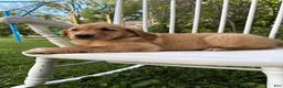 Golden Retriever dogs for sale: Bo  - Ad 18