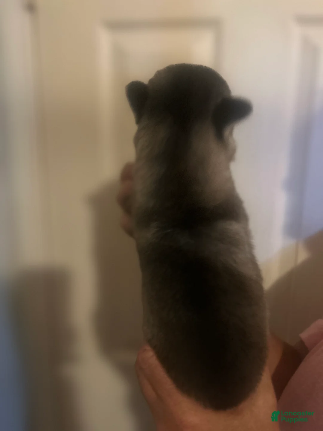 Gerberian Shepsky dogs for sale: Gerberian Shepsky 4 - Ad 2