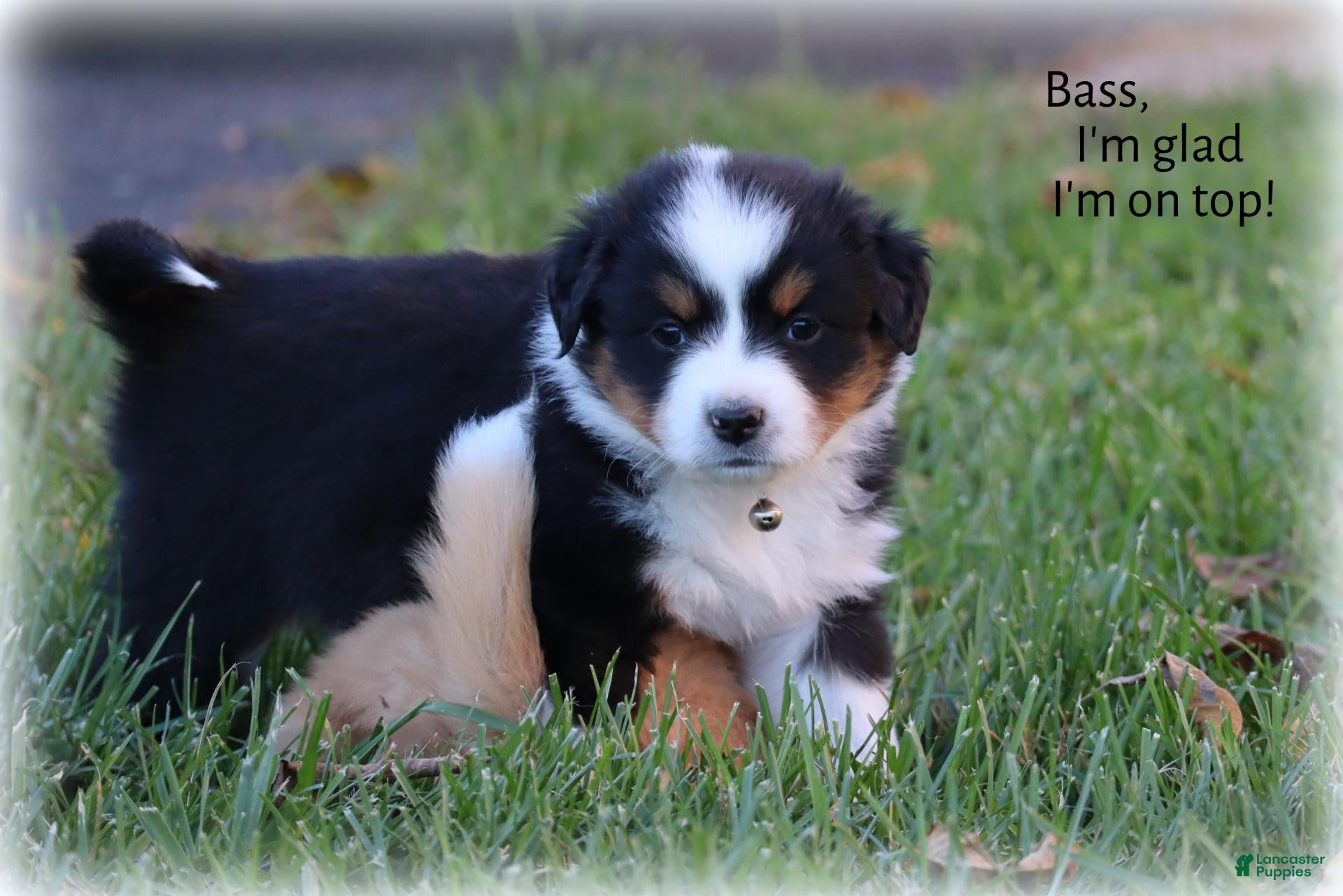 Miniature Australian Shepherd dogs for sale: Bass - Ad 2