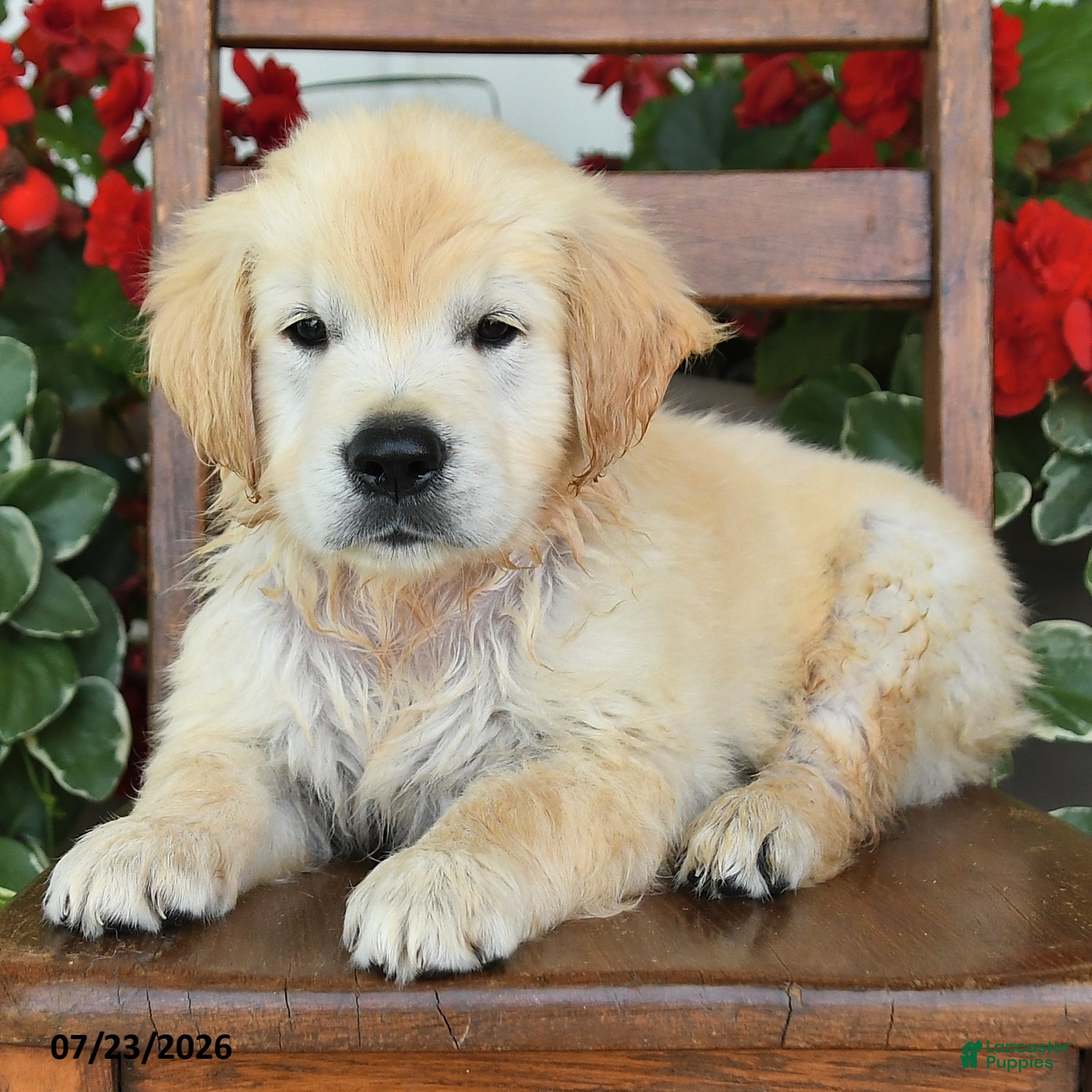 Golden Retriever dogs Rango - Ad 2