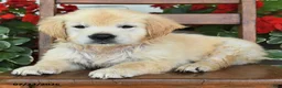 Golden Retriever dogs for sale: Rango - Ad 2