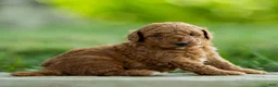 Labradoodle dogs for sale: Archie Labradoodle  - Ad 3
