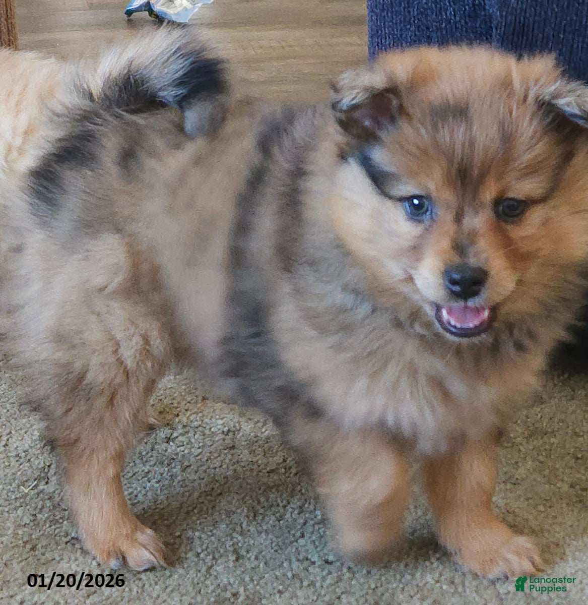 Pomeranian dogs Gracie - Ad 16