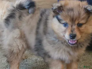 Pomeranian dogs Gracie - Ad 19