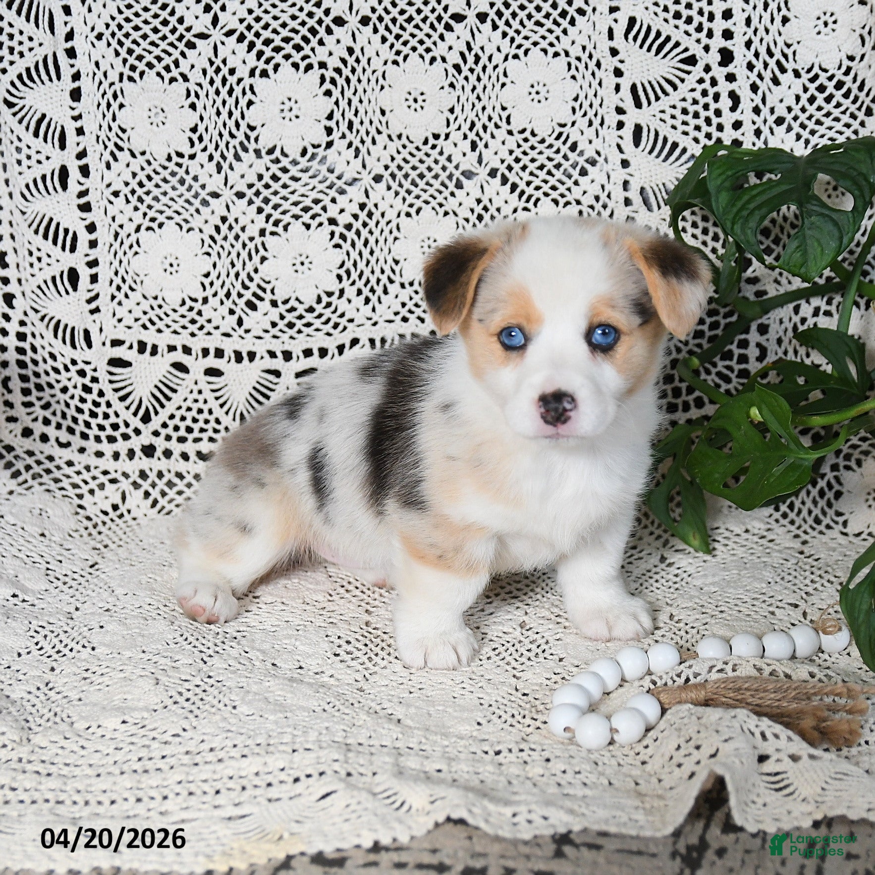 Welsh Corgi Pembroke dogs Casey - Ad 2