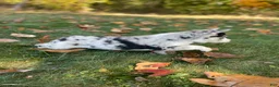 Gerberian Shepsky dogs for sale: Sprinkles  - Ad 3