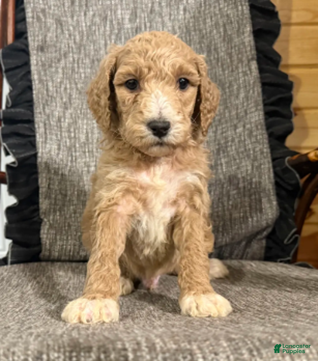 Miniature Poodle dogs for sale: Ricker - Ad 2