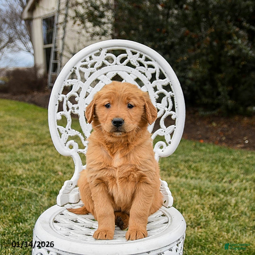 Golden Retriever dogs for sale: Penelope - Ad 4