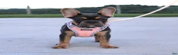 French Bulldog dogs for sale: Sasha - Ad 3