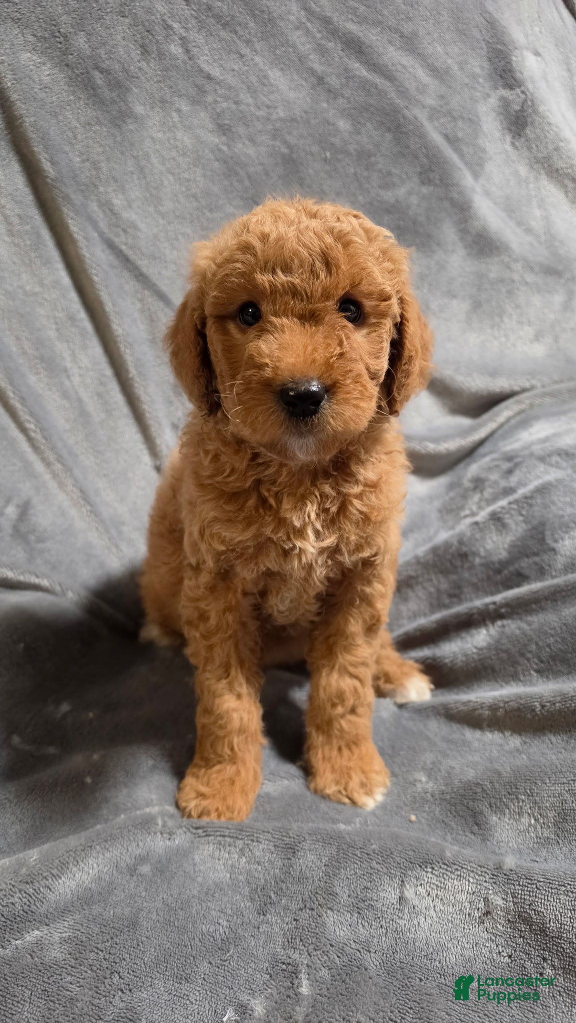 Goldendoodle dogs Oakley - Ad 17