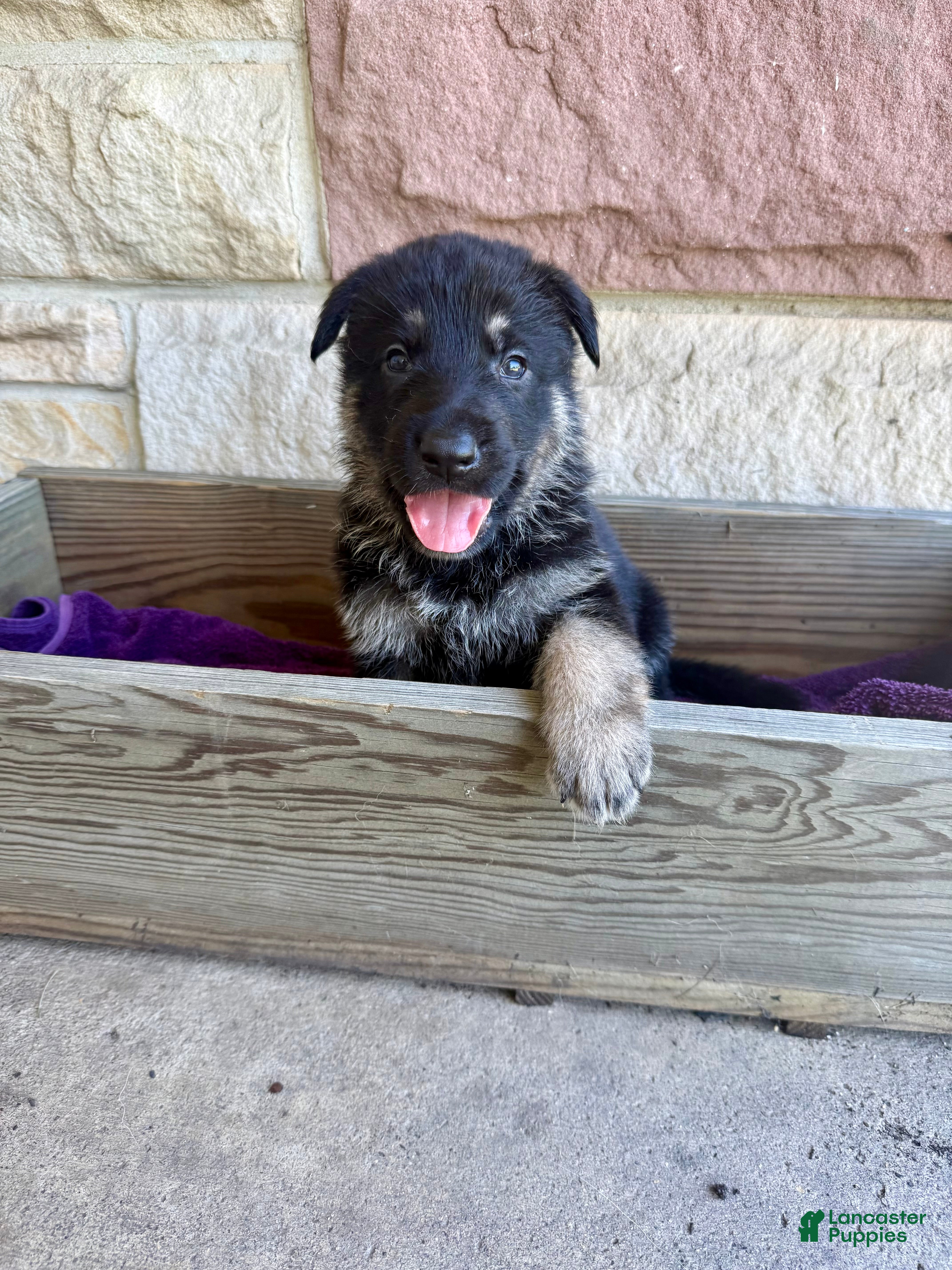 German Shepherd dogs Otto - Ad 2