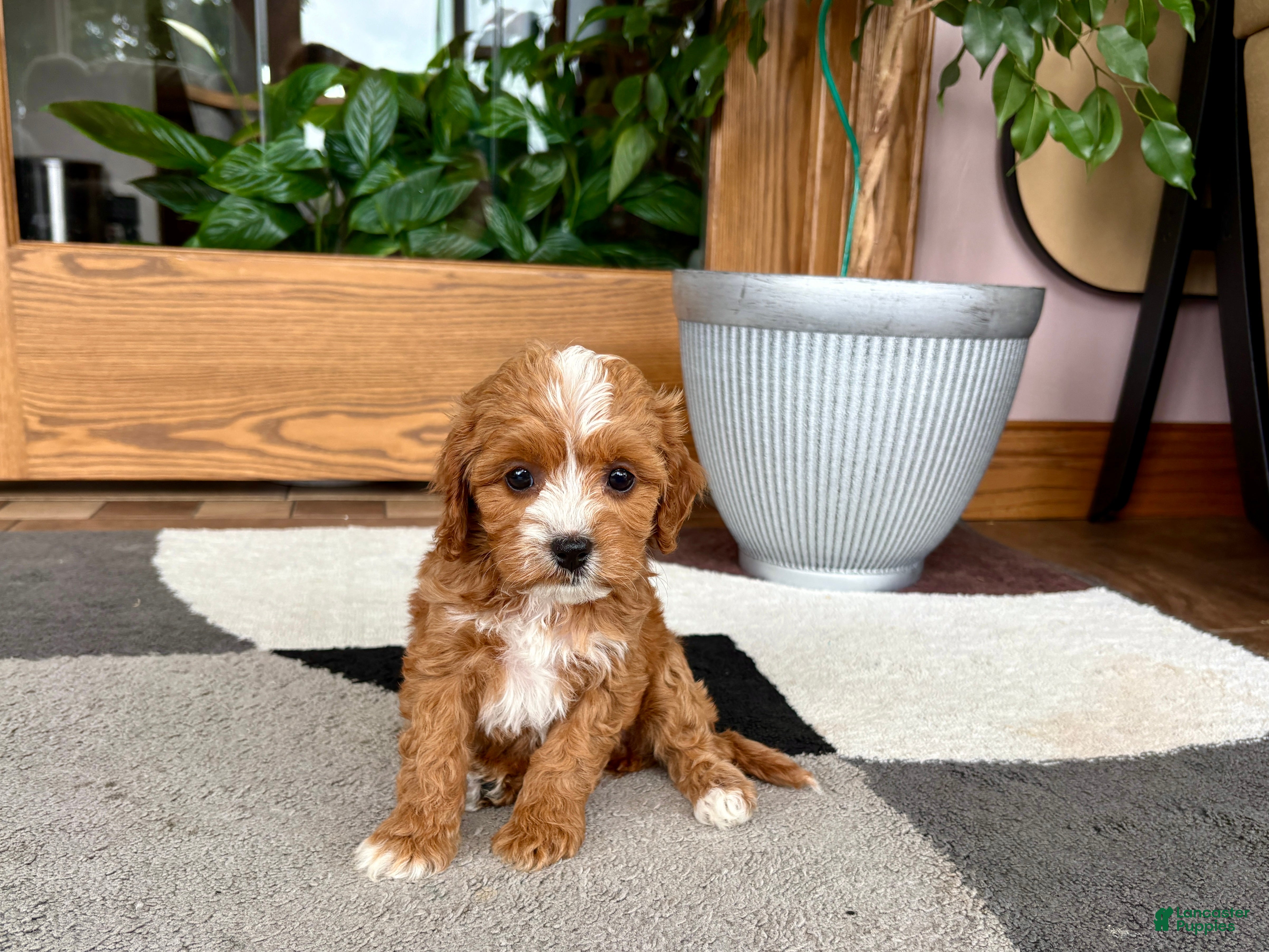 Cavapoo dogs Cavapoo female pup 2 - Ad 1