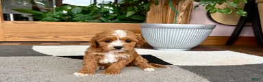 Cavapoo female pup 2