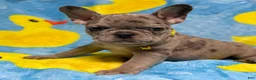 French Bulldog dogs for sale: GIOVANNI - Ad 5