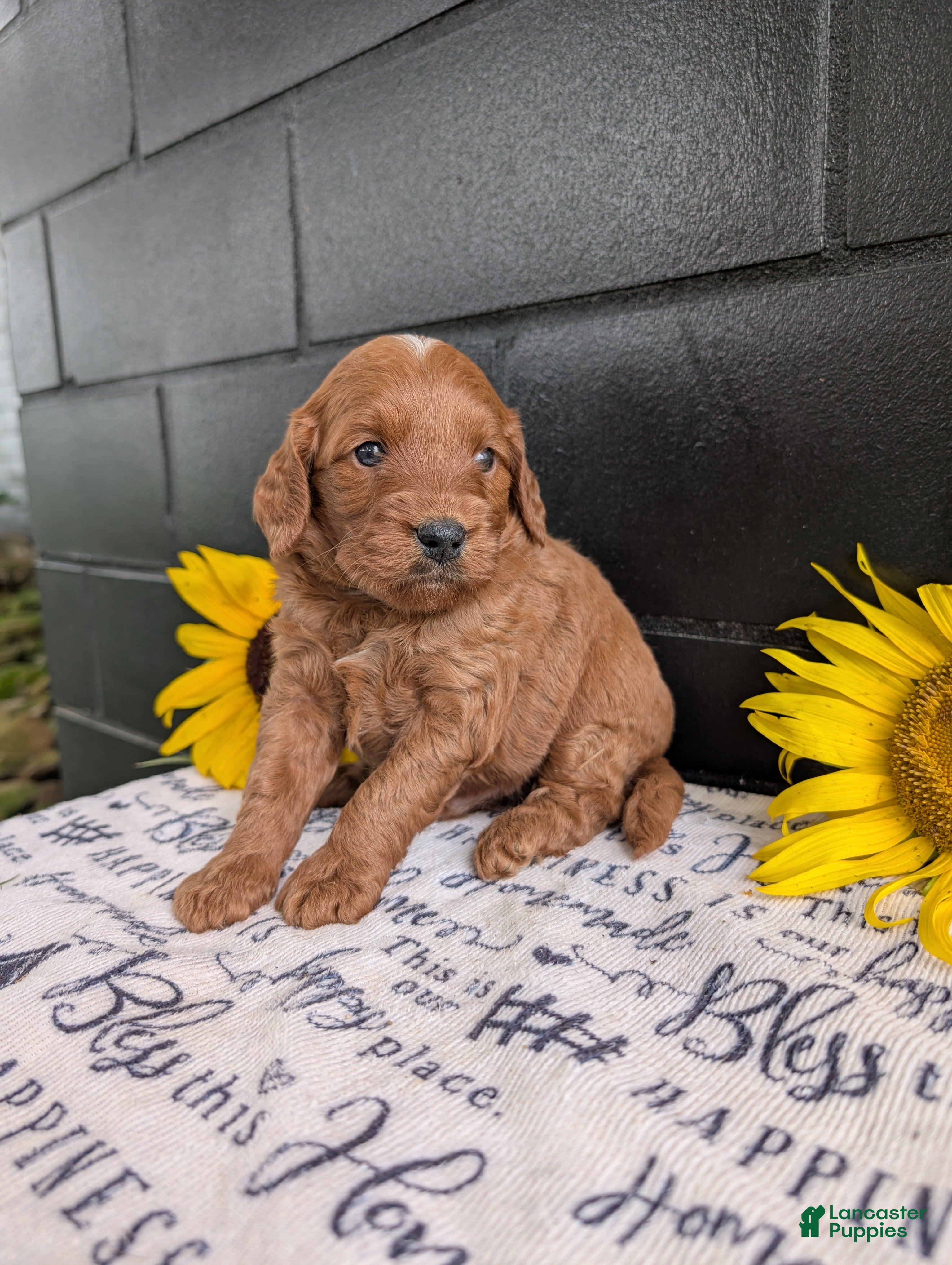 Mini Goldendoodle dogs Mini-Marlo - Ad 1