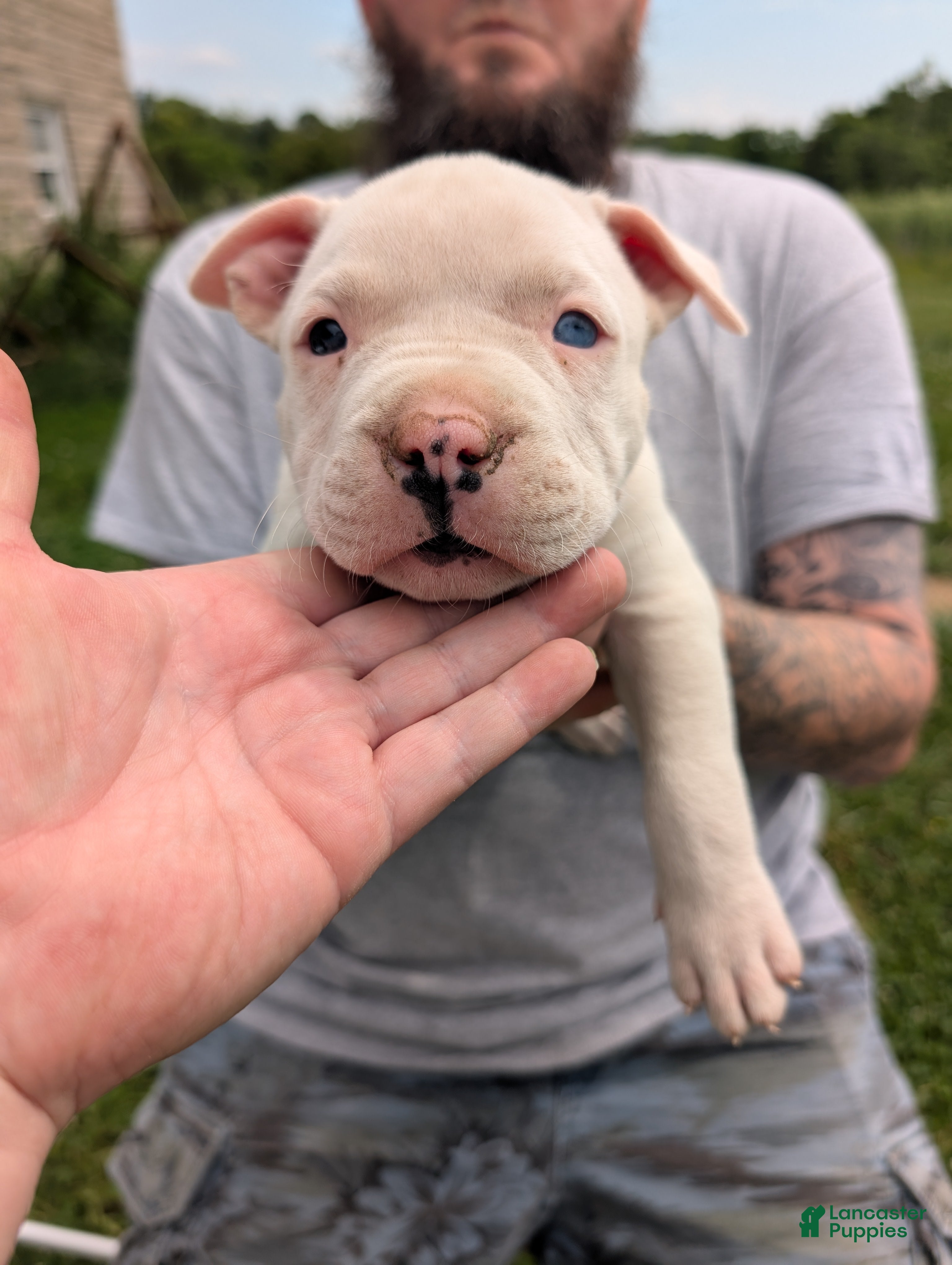 American Pit Bull Terrier dogs American Pit Bull Terrier Puppy 3 - Ad 3